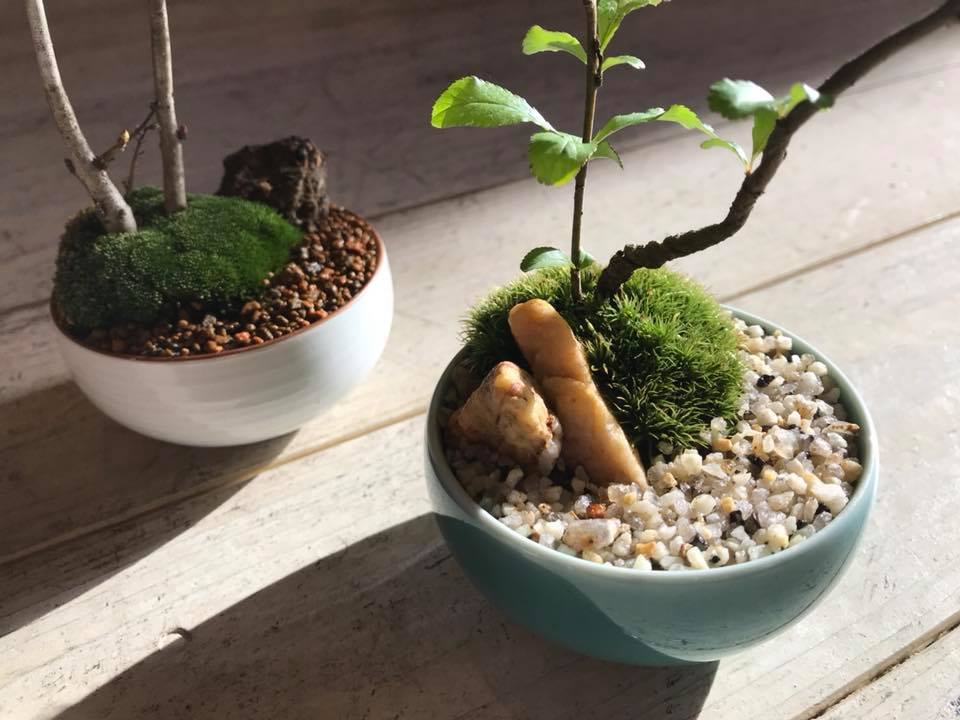 第2回白山陶器で作るミニ盆栽教室終了！ご参加の皆さま有難うご 