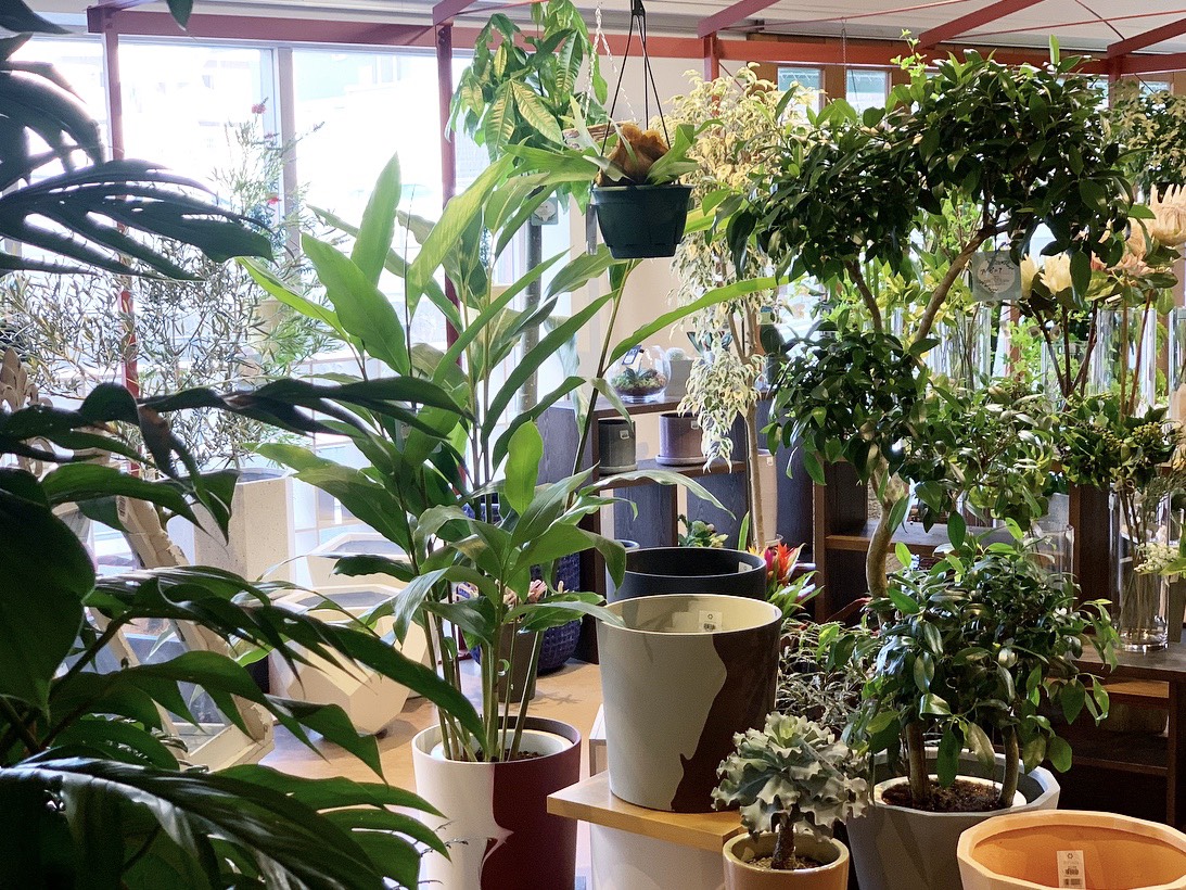 観葉植物が郡山で買える ラボット館内でインテリアグリーンが購入できるようになりました
